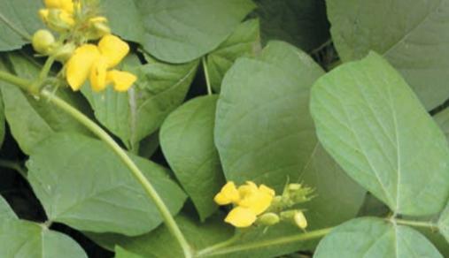 红小豆种植指南：播种到收获的全步骤