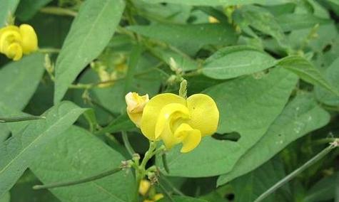 红小豆种植指南：播种到收获的全步骤