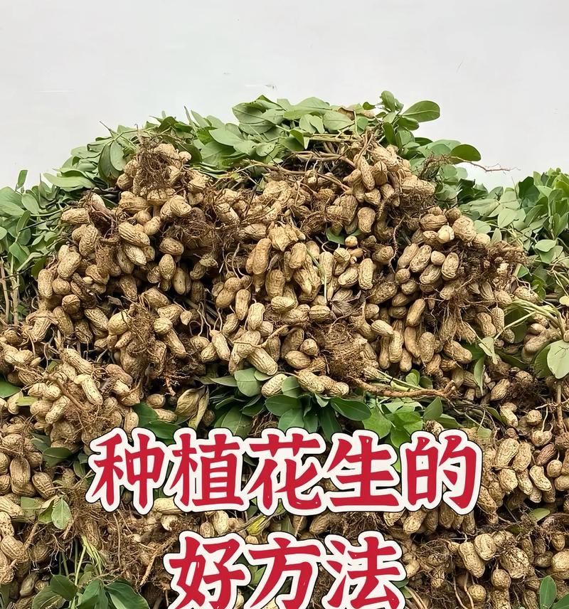 植物花生的种植方法——从土壤准备到收获的全过程