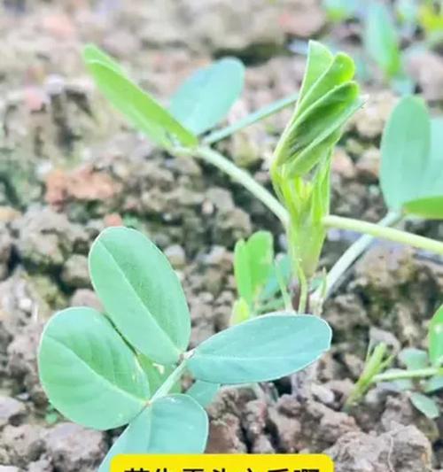植物花生的种植方法——从土壤准备到收获的全过程