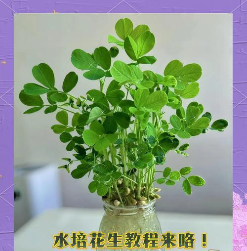 植物花生的种植方法——从土壤准备到收获的全过程