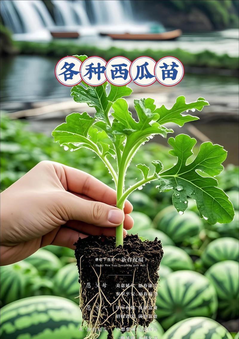 圆西瓜苗的种植方法