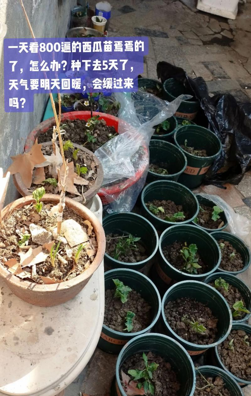 圆西瓜苗的种植方法
