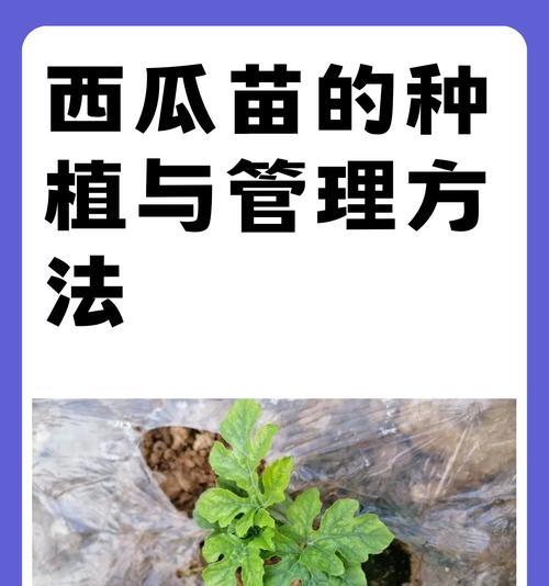 圆西瓜苗的种植方法