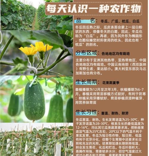 种皮厚的冬瓜种子怎么催芽