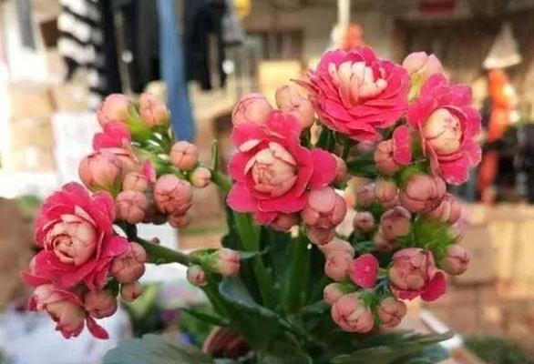磷酸二氢钾怎么催芽催花
