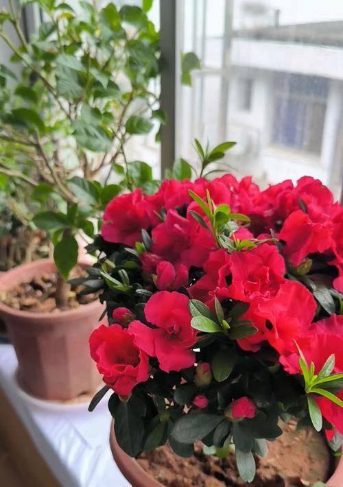 磷酸二氢钾怎么催芽催花