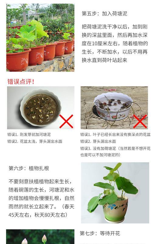 抹香绿植怎么种植-种植方法详解