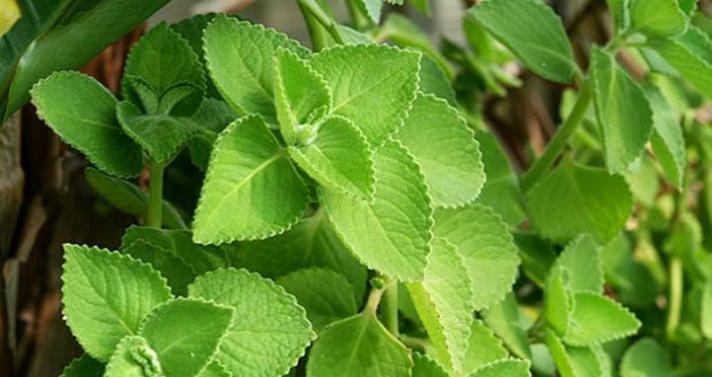 抹香绿植怎么种植-种植方法详解