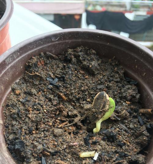 怎么催芽瓜子不变色