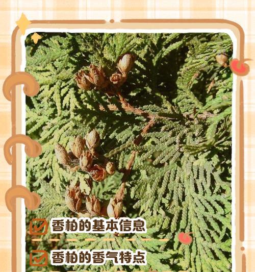 刺柏根怎么修剪枝条
