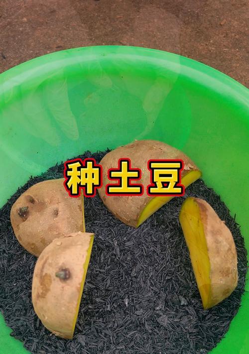 土豆怎么种植方法如下