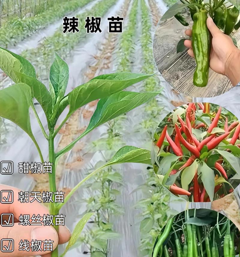 辣椒苗催芽怎么弄