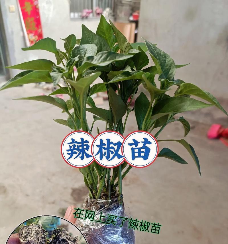 辣椒苗催芽怎么弄