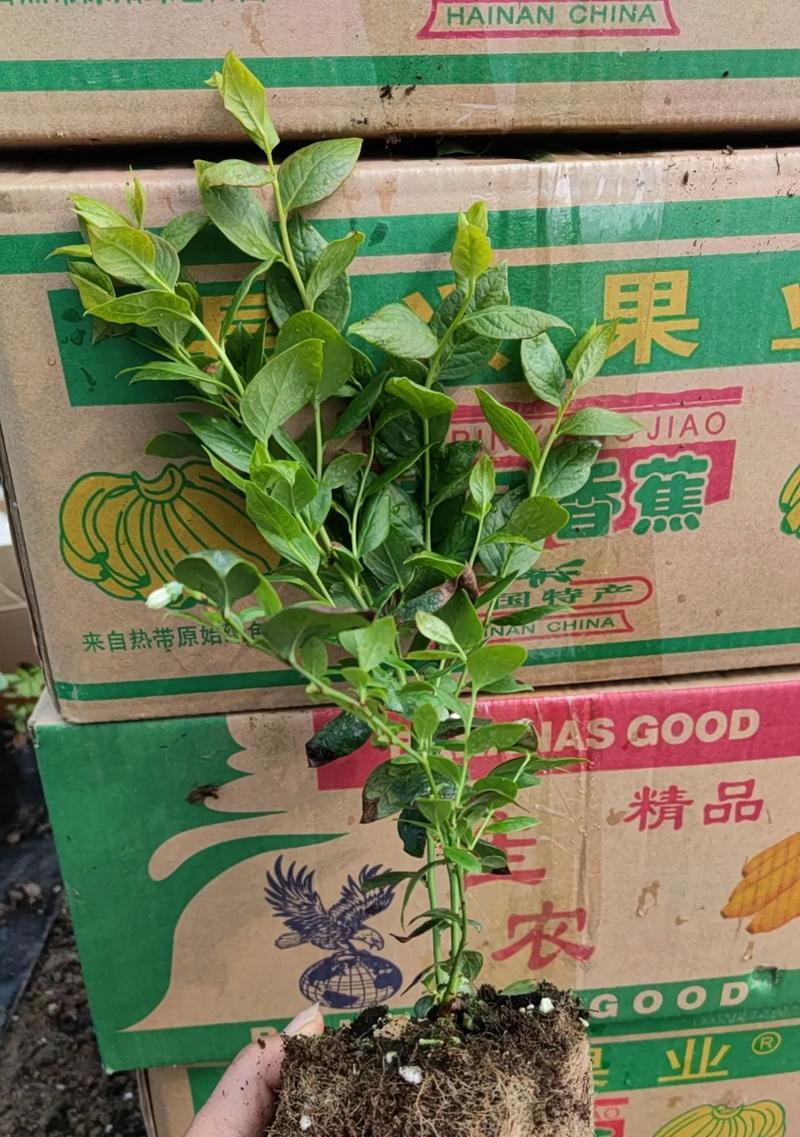 蓝莓苗的种植方法：新手入门指南