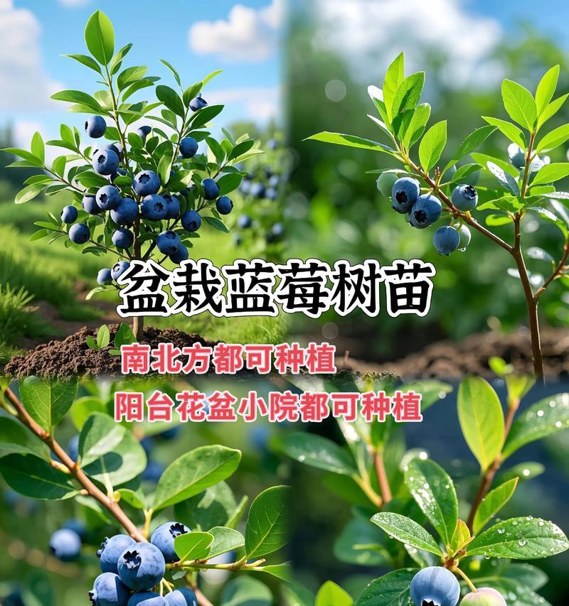 蓝莓苗的种植方法：新手入门指南