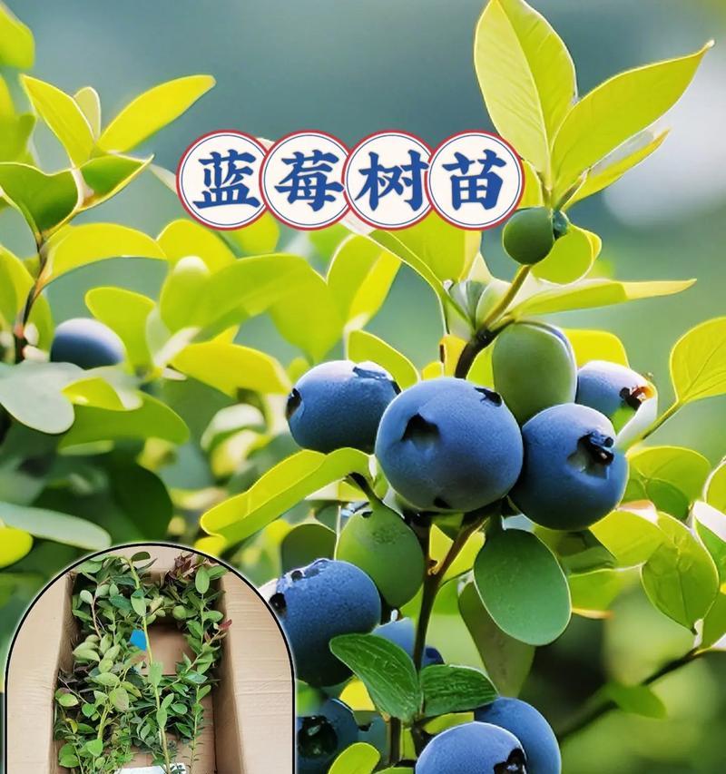 蓝莓苗的种植方法：新手入门指南