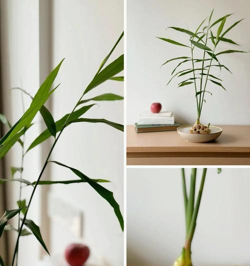广东黄姜怎么催芽