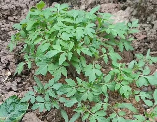 怎么种茄子催芽方法