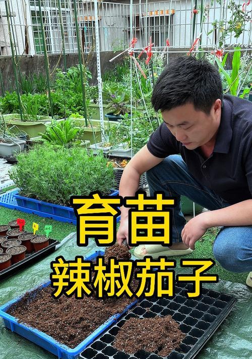 怎么种茄子催芽方法