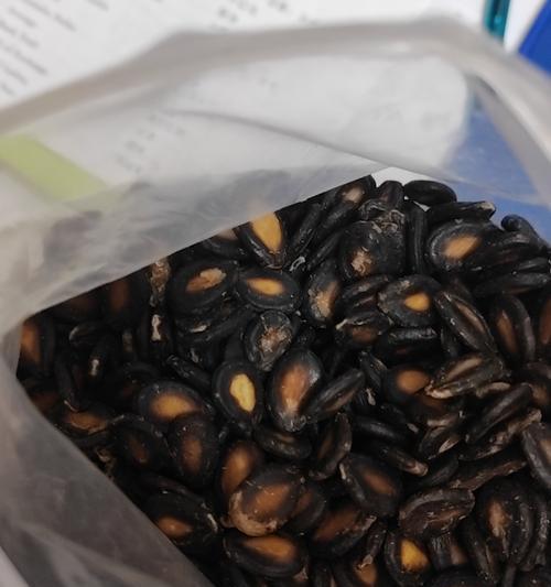 湿西瓜子催芽的科学方法与实践技巧