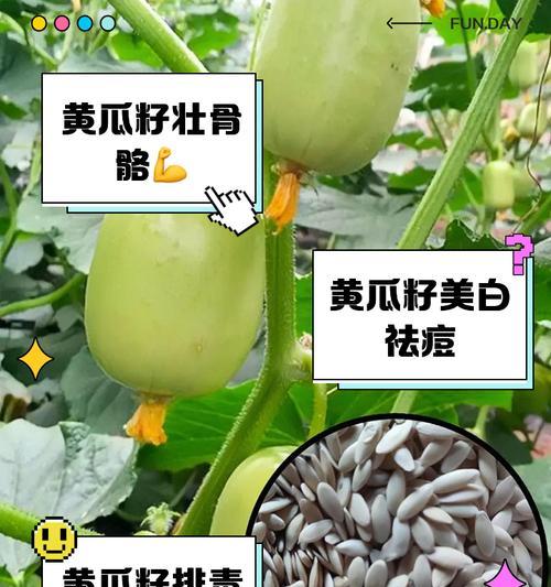 棒棒脆黄瓜种子怎么催芽——全面指南