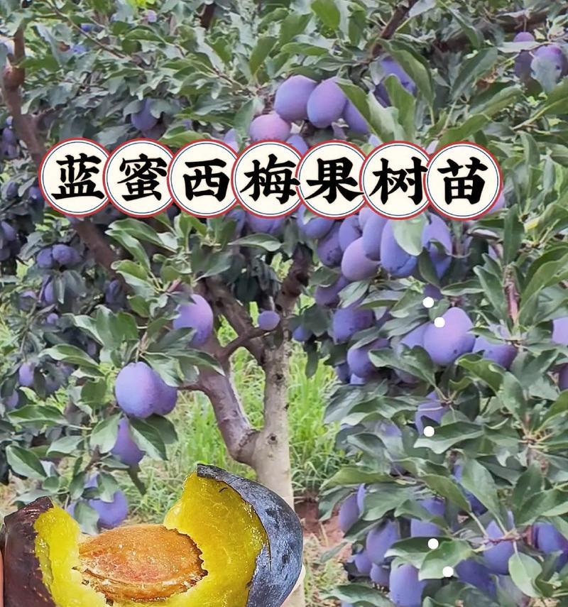 西梅苗子的种植方法