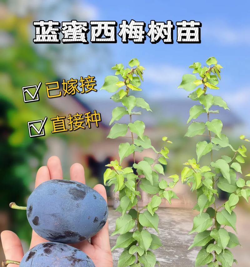 西梅苗子的种植方法