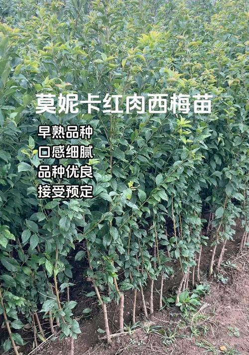 西梅苗子的种植方法