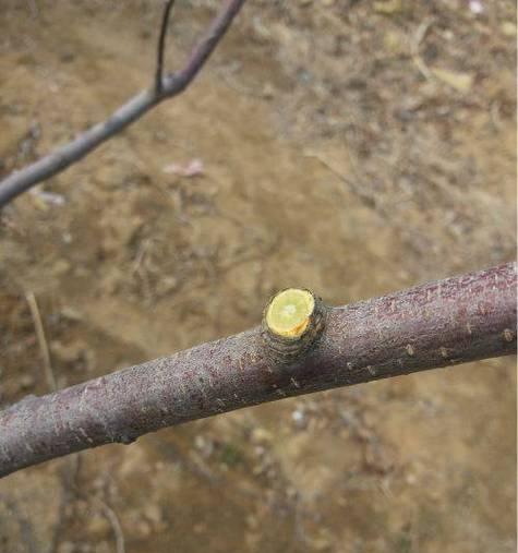 黄梨木的修剪技巧与步骤解析