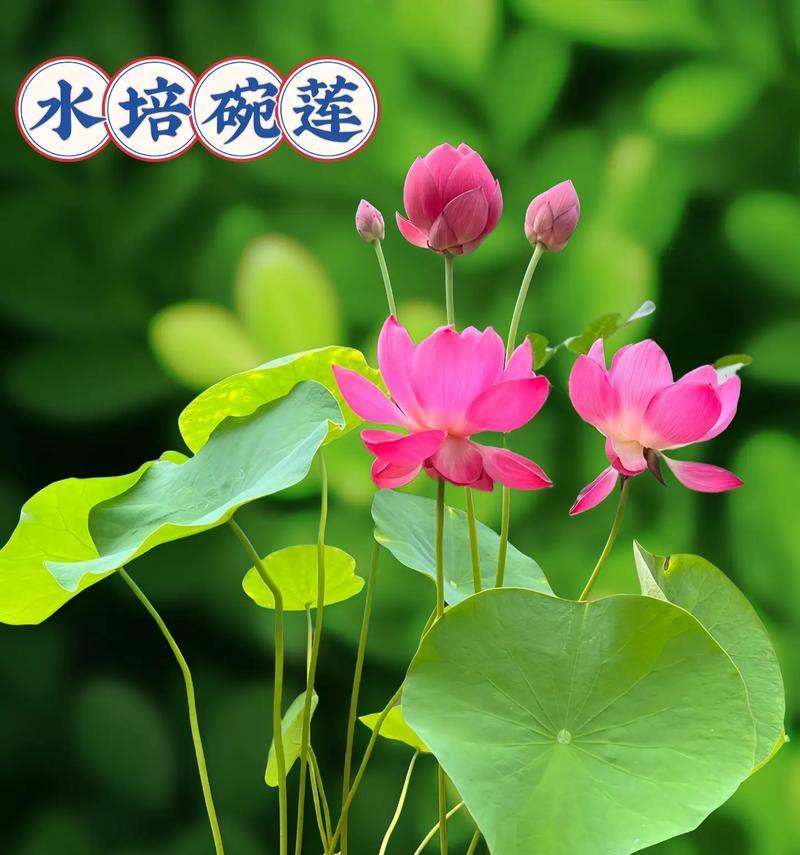 盆栽莲花种植技巧——在家中也能欣赏夏日荷塘美景