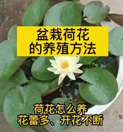 盆栽莲花种植技巧——在家中也能欣赏夏日荷塘美景