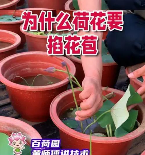 盆栽莲花种植技巧——在家中也能欣赏夏日荷塘美景