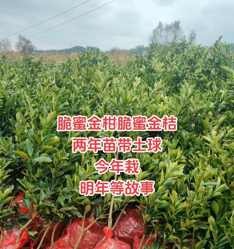 金柑催芽的科学方法