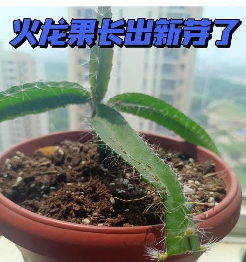 天柱怎么修剪枝条：详细步骤与技巧