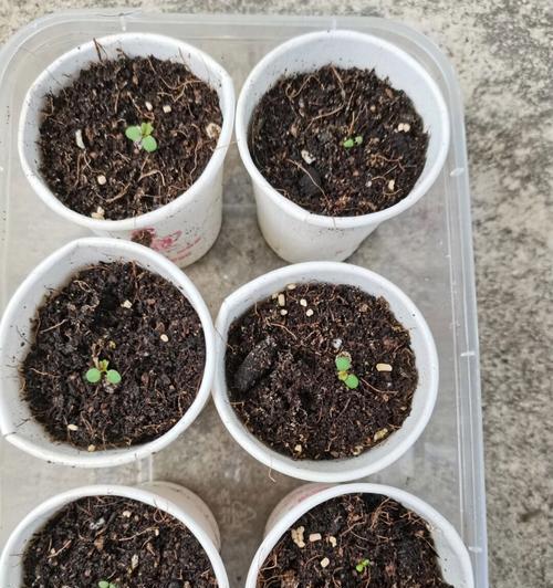 草莓籽怎么催芽效果最好