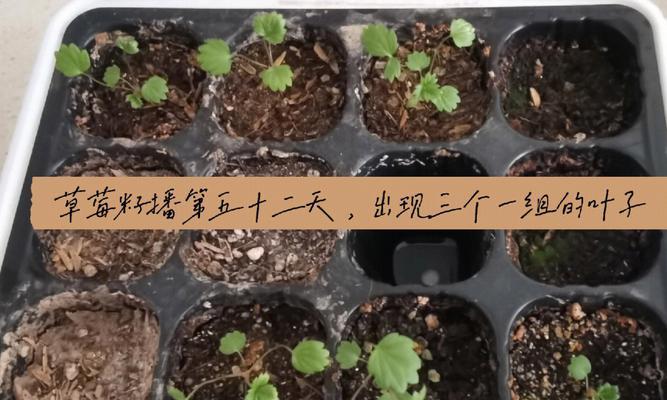 草莓籽怎么催芽效果最好
