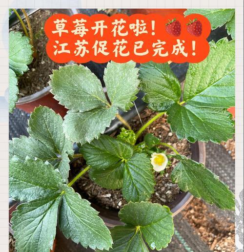 草莓籽怎么催芽效果最好