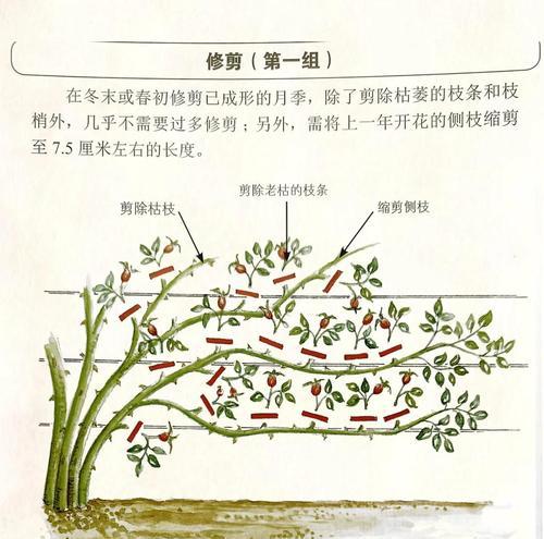 修剪枝条月季怎么修剪好看