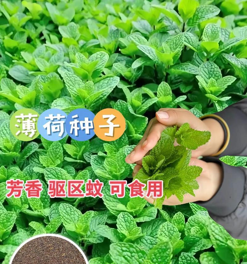 薄荷要怎么修剪枝叶：全面指南