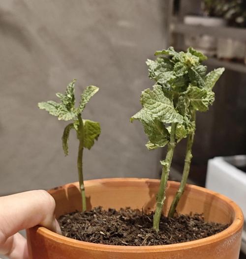 薄荷要怎么修剪枝叶：全面指南