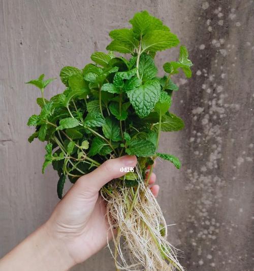 薄荷要怎么修剪枝叶：全面指南