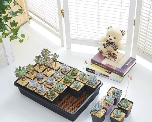 闷养箱怎么催芽
