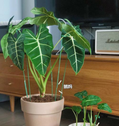 闷养箱怎么催芽