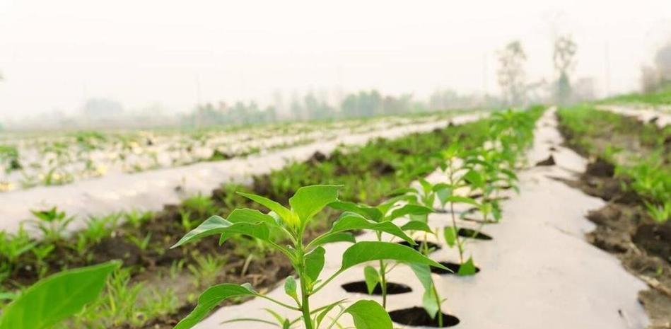 种辣椒怎样催芽：全面指导与技巧