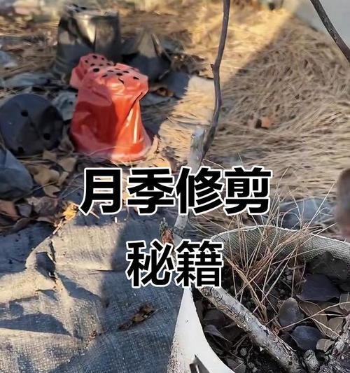 金绣球修剪枝条全攻略