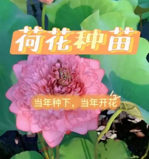 盆栽荷花的种植方法：从基础到精通