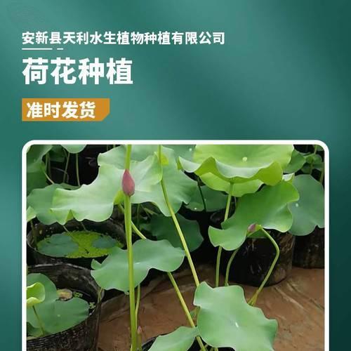 盆栽荷花的种植方法：从基础到精通