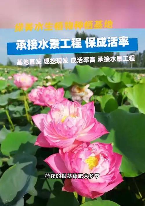 盆栽荷花的种植方法：从基础到精通
