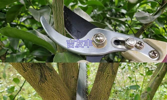 修果树怎么修剪枝条